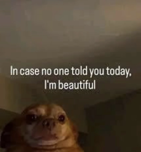 Dog looking at the viewer captioned: "In case no one told you today, I'm beautiful"